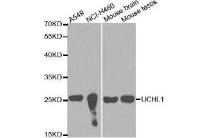 Western blot analysis of extracts of various cell lines, using UCHL1 antibody. (UCHL1 anticorps  (AA 59-223))