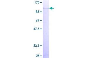 SDS-PAGE (SDS) image for Galactosidase, beta 1 (GLB1) (AA 1-677) protein (GST tag) (ABIN1778993)