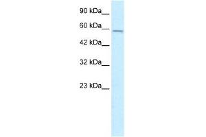 Human HepG2; WB Suggested Anti-MGC4618 Antibody Titration: 0. (TMEM175 anticorps  (N-Term))