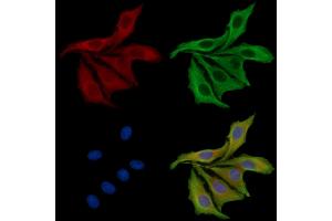 ABIN7095447 and ABIN7099504 staining HepG2 cells by IF/ICC. (LY6G6D anticorps)