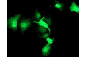 Anti-HSPBP1 mouse monoclonal antibody (ABIN2454871) immunofluorescent staining of COS7 cells transiently transfected by pCMV6-ENTRY HSPBP1 (RC201814). (HSPBP1 anticorps)