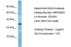 WB Suggested Anti-FASLG Antibody   Titration: 1. (FASL anticorps  (Middle Region))