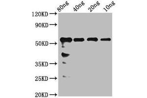 Western Blot Positive WB detected in Recombinant protein All lanes: rhoaa antibody at 2. (rho-Related GTP-Binding Protein RhoA-A (RHOAA) (AA 1-190) anticorps)