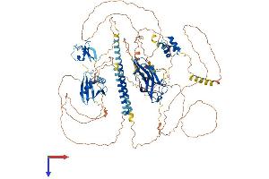 AlphaFold protein structure predicition of Mouse Recombinant Nbr1 Protein, UniprotID P97432