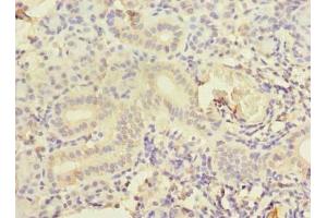 Immunohistochemistry of paraffin-embedded human pancreatic tissue using ABIN7148943 at dilution of 1:100