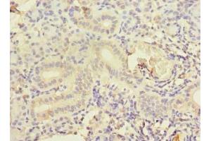 Immunohistochemistry of paraffin-embedded human pancreatic tissue using ABIN7148943 at dilution of 1:100 (CCNJL anticorps  (AA 315-435))