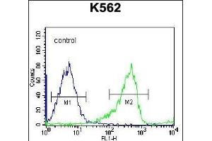 PCDHB14 Antibody (N-term) (ABIN656255 and ABIN2845571) flow cytometric analysis of K562 cells (right histogram) compared to a negative control cell (left histogram). (PCDHB14 anticorps  (N-Term))