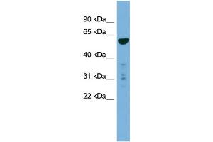 WB Suggested Anti-PTDSS2  Antibody Titration: 0. (PTDSS2 anticorps  (N-Term))
