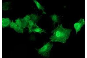 Immunofluorescence (IF) image for anti-V-Akt Murine Thymoma Viral Oncogene Homolog 1 (AKT1) antibody (ABIN1496557) (AKT1 anticorps)