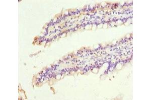 Immunohistochemistry of paraffin-embedded human small intestine tissue using ABIN7169557 at dilution of 1:100 (SIGLEC12 anticorps  (AA 20-210))