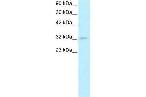 Human HepG2; WB Suggested Anti-POU1F1 Antibody Titration: 0.