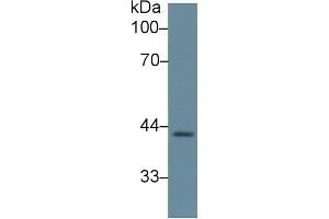 Rabbit Detection antibody from the kit in WB with Positive Control: Sample Human heart lysate. (LEFTY1 Kit ELISA)