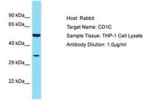Image no. 1 for anti-T-cell surface glycoprotein CD1c (CD1C) (AA 227-276) antibody (ABIN6750498) (CD1c anticorps  (AA 227-276))