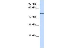 ZNF561 antibody used at 0. (ZNF561 anticorps  (C-Term))