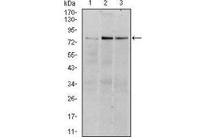 Western blot analysis using RSK2 mouse mAb against Hela (1), MCF-7 (2), and HepG2 (3) cell lysate.