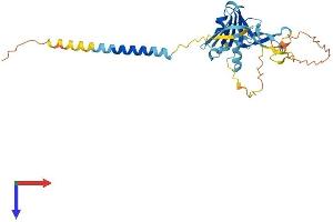 AlphaFold protein structure predicition of Human Recombinant TNMD Protein, UniprotID Q9H2S6