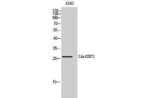 Western Blotting (WB) image for anti-CDC42 Effector Protein (Rho GTPase Binding) 2 (CDC42EP2) (N-Term) antibody (ABIN3183816) (CDC42EP2 anticorps  (N-Term))