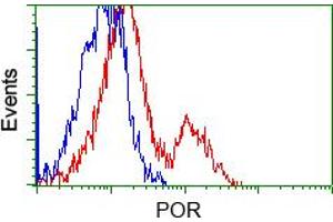 Image no. 4 for anti-P450 (Cytochrome) Oxidoreductase (POR) antibody (ABIN1497742) (POR anticorps)