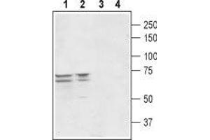 Western blot analysis of rat (lanes 1 and 3) and mouse (lanes 2 and 4) brain lysates: - 1,2.