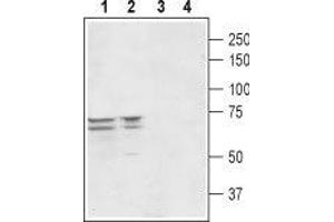 Western blot analysis of rat (lanes 1 and 3) and mouse (lanes 2 and 4) brain lysates: - 1,2. (Peroxisomal Biogenesis Factor 5-Like (PEX5L) (AA 151-165), (Intracellular) anticorps)