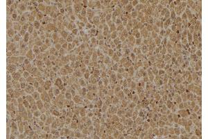 ABIN6274922 at 1/100 staining Mouse liver tissue by IHC-P. (FAM203B anticorps  (Internal Region))