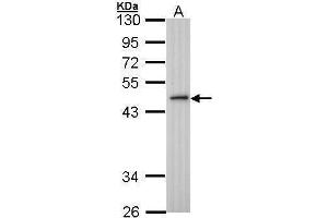 WB Image Sample (30 ug of whole cell lysate) A: H1299 10% SDS PAGE antibody diluted at 1:1000 (ING3 anticorps)