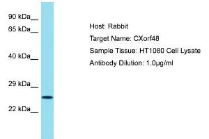 Host: Rabbit Target Name: CXORF48 Sample Tissue: Human HT1080 Whole Cell Antibody Dilution: 1ug/ml (CXorf48 anticorps  (N-Term))