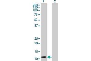 Lane 1: NDUFA13 transfected lysate ( 16. (NDUFA13 293T Cell Transient Overexpression Lysate(Denatured))
