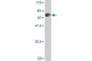 Western Blot detection against Immunogen (79.