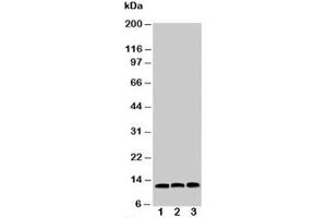 Western blot testing of MIF antibody and Lane 1:  HeLa (MIF anticorps  (C-Term))