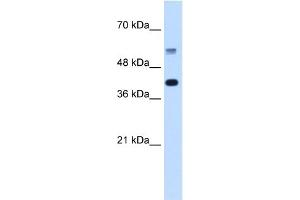 WB Suggested Anti-PUF60 Antibody Titration: 0.
