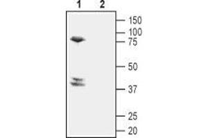 Western blot analysis of mouse brain lysate: - 1. (Prostaglandin D2 Receptor 2 (PTGDR2) (3rd Extracellular Loop), (AA 270-283) anticorps)