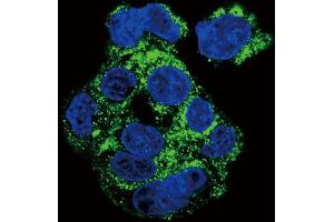 Immunofluorescence (IF) image for anti-Colony Stimulating Factor 1 Receptor (CSF1R) antibody (ABIN3003323) (CSF1R anticorps)