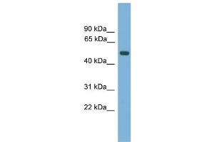 WB Suggested Anti-AMN Antibody Titration:  0. (AMN anticorps  (N-Term))