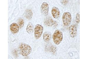 Immunohistochemistry (IHC) image for anti-Pleiotropic Regulator 1 (PLRG1) (AA 464-514) antibody (ABIN7449000) (PLRG1 anticorps  (AA 464-514))