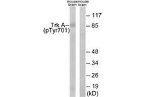 Western blot analysis of extracts from mouse brain, using Trk A (Phospho-Tyr701) Antibody. (TRKA anticorps  (pTyr701))