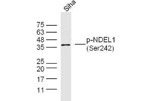 Human Siha cell lysates probed with NDEL1 (Ser242) Polyclonal Antibody, unconjugated  at 1:300 overnight at 4°C followed by a conjugated secondary antibody at 1:10000 for 90 minutes at 37°C. (NDEL1 anticorps  (pSer242))
