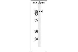 Western blot analysis of CDT2 / DTL Antibody  in mouse spleen tissue lysates (35ug/lane).