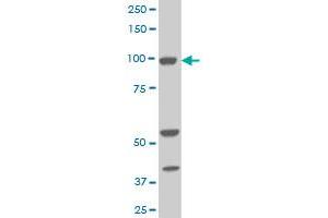 ALDH1L1 monoclonal antibody (M01), clone 3E9 Western Blot analysis of ALDH1L1 expression in NIH/3T3 . (ALDH1L1 anticorps  (AA 803-902))