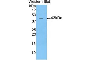 Western blot analysis of the recombinant protein. (BPI anticorps  (AA 320-456))