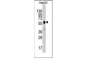 Western blot analysis of anti-ECGF1(Center) Pab in HepG2 cell line lysates (35ug/lane). (Thymidine Phosphorylase anticorps  (Middle Region))