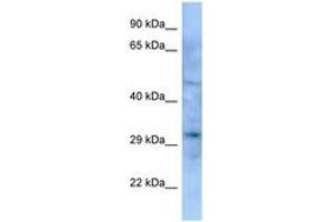 Image no. 1 for anti-Empty Spiracles Homeobox 1 (EMX1) (AA 127-176) antibody (ABIN6748269) (EMX1 anticorps  (AA 127-176))