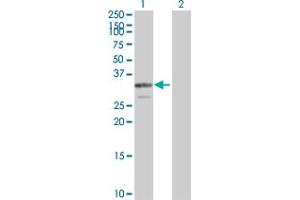 Western Blot analysis of PDGFB expression in transfected 293T cell line by PDGFB MaxPab polyclonal antibody. (PDGFB anticorps  (AA 1-241))