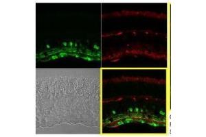 IHC-P Image Immunohistochemical analysis of paraffin-embedded Mouse retina, using Calretinin, antibody at 1:250 dilution.