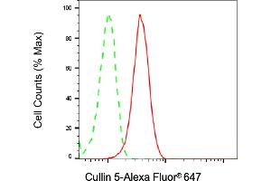 anti-Cullin 5 (CUL5) antibody