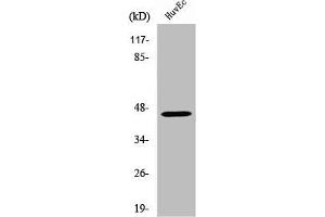 Western Blot analysis of MCF7 cells using V1RL2 Polyclonal Antibody (VN1R2 anticorps  (Internal Region))