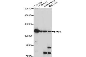 Western blot analysis of extracts of various cell lines, using EPHA5 antibody. (EPH Receptor A5 anticorps)