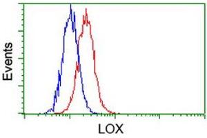 Image no. 2 for anti-Lysyl Oxidase (LOX) (AA 22-168) antibody (ABIN1491220) (LOX anticorps  (AA 22-168))
