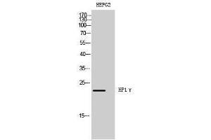 Western Blotting (WB) image for anti-Chromobox Homolog 3 (CBX3) (Tyr596), (Tyr600), (Tyr602), (Tyr614) antibody (ABIN3185080) (CBX3 anticorps  (Tyr596, Tyr600, Tyr602, Tyr614))