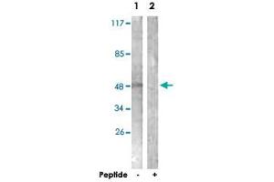 Western blot analysis of extracts from NIH/3T3 cells, using KCNJ3 polyclonal antibody . (KCNJ3 anticorps  (Ser185))